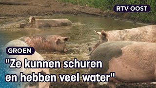 Varkensboerin Nieske heeft de perfecte modderpoel voor haar varkens | RTV Oost