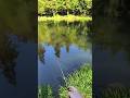Forellenangeln mit Spoon - Anstupser und Anpacker #angeln #fishing #angling #forelle #forellensee