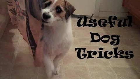 Useful Dog Tricks performed by Jesse (Original Vid...