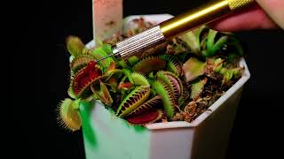 Feeding Frenzy | Venus Flytraps Eating Juicy Red Blood Worms 🪱  Wealth