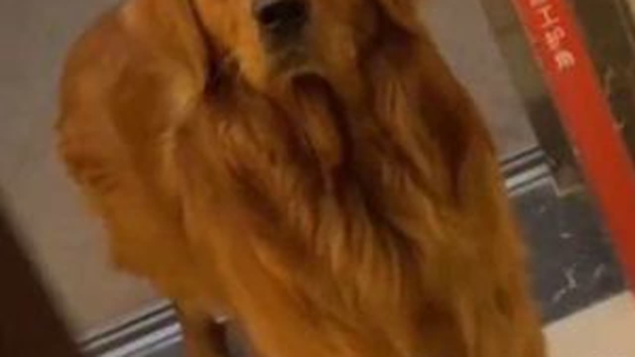 盘点那些差点成流浪的狗子🐶