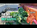 빌라 테라스 텃밭에서 배추 뽑아서 김장했어요. 따스미 발열조끼 방한아이템 추천 | 구독자이벤트