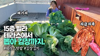 빌라 테라스 텃밭에서 배추 뽑아서 김장했어요. 따스미 발열조끼 방한아이템 추천 | 구독자이벤트