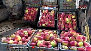 برنامج البلد الطيب بعنوان زراعة التفاح في اليمن .. مورد اقتصادي هام يتطلب الاهتمام|قناة سبأ الفضائية