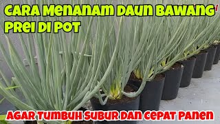CARA MENANAM DAUN BAWANG PREI DI POT AGAR TUMBUH SUBUR DAN CEPAT PANEN