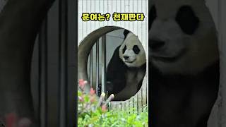26.6.21 똑띠기 천재판다 인정👍❣️😍😆너 사람이지? 넘나 사랑스럽자나😄😅❣️