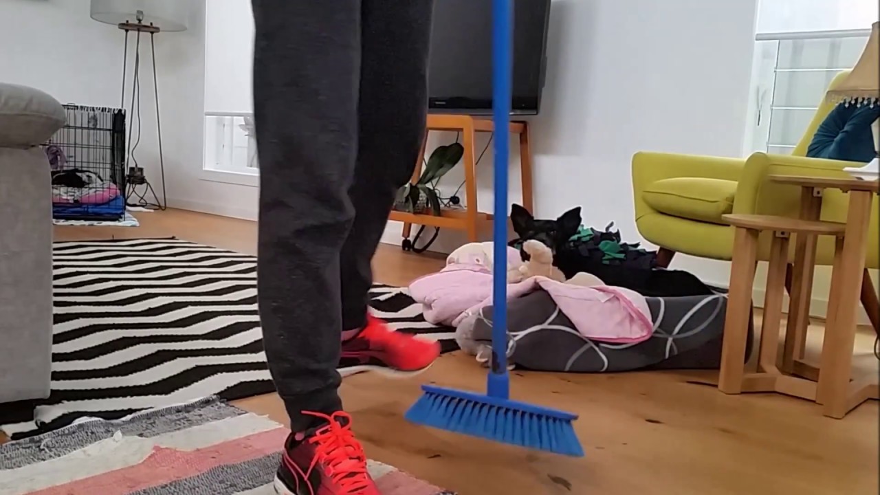 How to solve broom chasing with dogs YouTube
