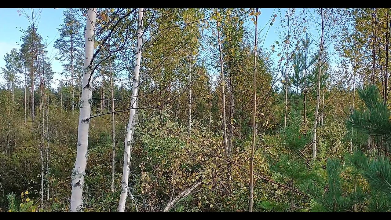 Taimikonhoito osa2 Työllistävä ojapenkka.