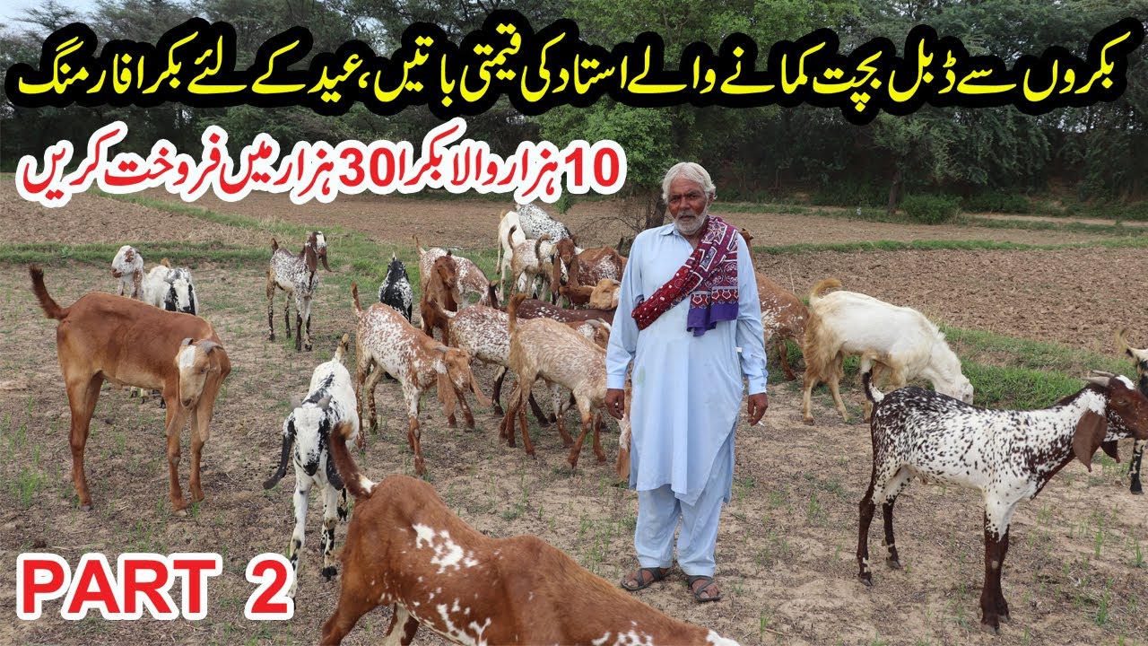 Bakra Farming | How to Get Double Profit in Goat Farming | Goat Farming Tips For Eid