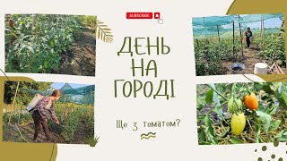 картинка: Серпневі роботи на городі. Пасинкувати томати чи ні й чому? Підв'язування томатів 
