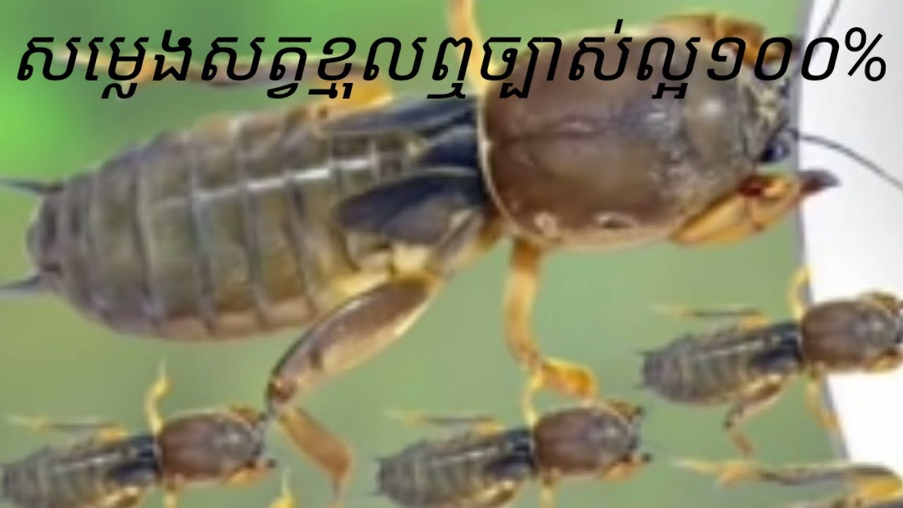 សម្លេងសត្វខ្លុល/ the cricketing voice