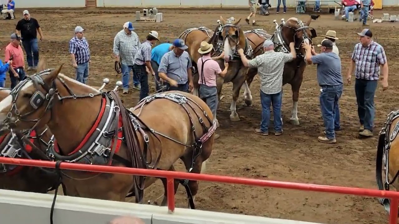 Глен Расселберг, конная тяга, часть 2, 2024