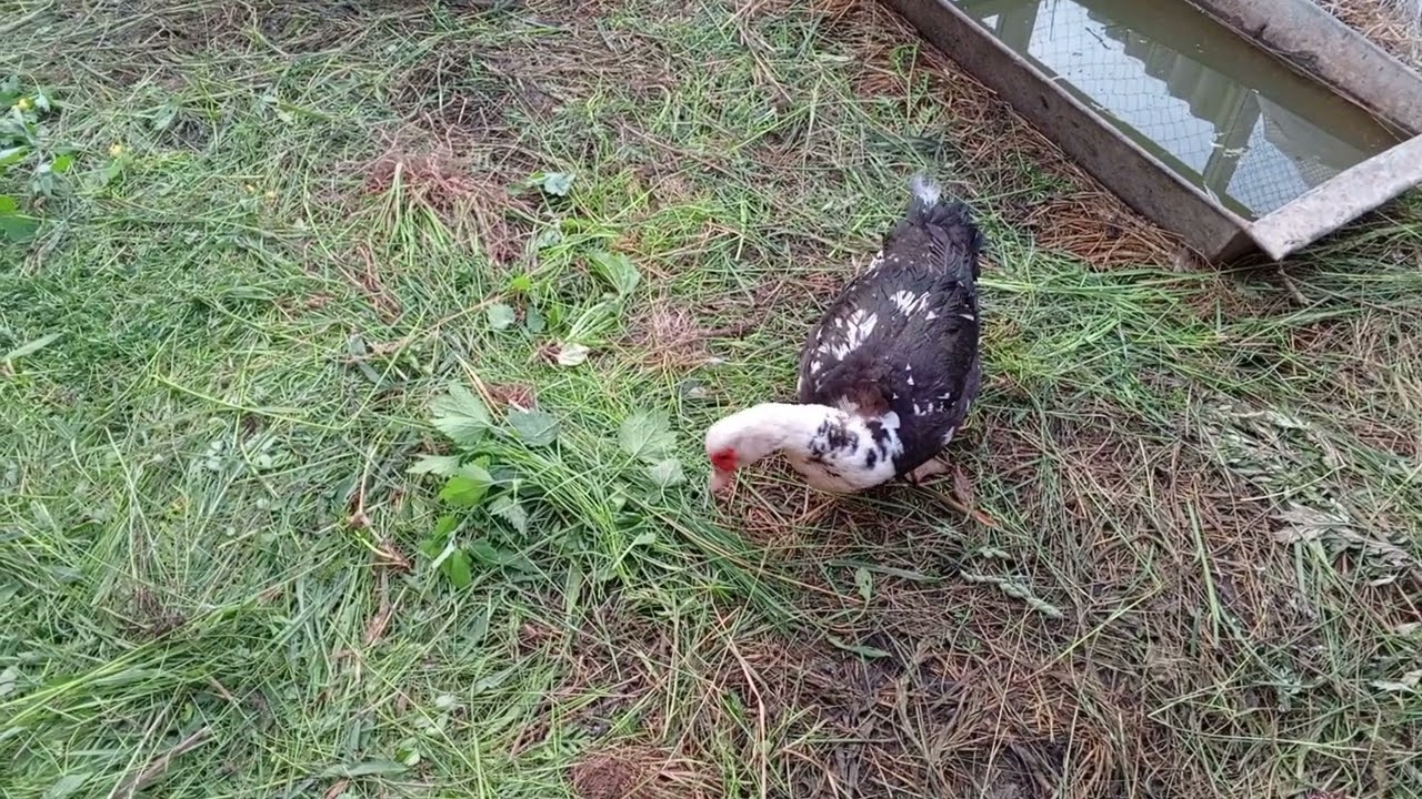 Индоутка щиплет свежую траву