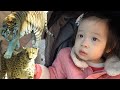[SUB] 태어나서 처음으로 동물원에 간 22개월 예나 😲 호랑이랑 사자는 멍멍이? 🐶 퓨마랑 치타는 야옹이? 😾 뉴욕이네