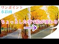 【楽しく練習水彩画/HANE】:風景銀杏並木「スタジオ&ギャラリーHANE」
