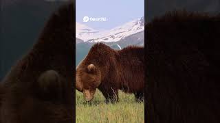 Majestic Bears Forage in Stunning Mountain Landscape #alaska #bear #wildlife