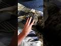 cat purring 2.0