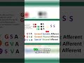 2-Minute Vagus Nerve Nuclei: GSA GVA  SVA fibers #shorts
