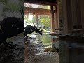 琴似神社