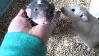 Bubble the sweetest Rat