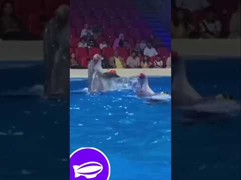 Dubai Dolphinarium , Dubai Dolphin show #headoutforcreators #headoutcreator