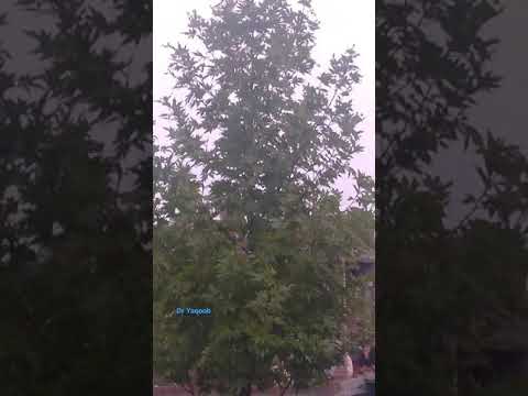 Chinar (Platanus orientalis).