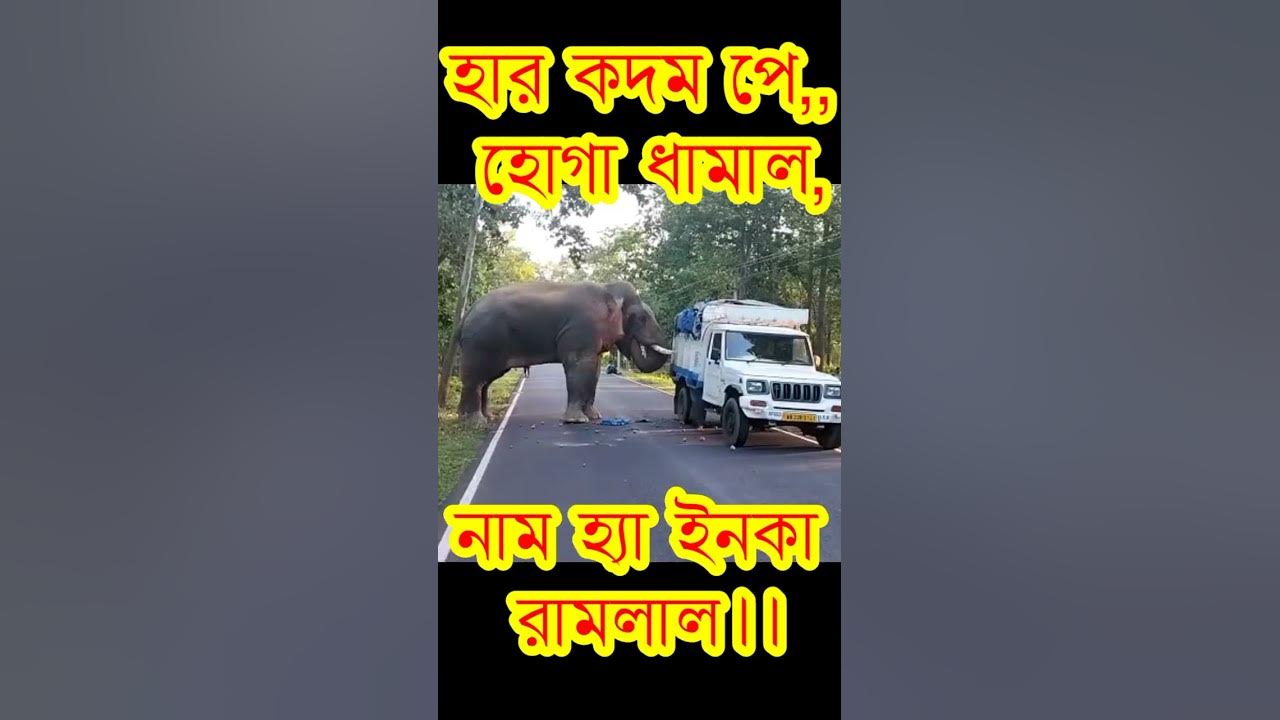 #ramlal #jhargram #elephant_attack elephant attack of elephant of