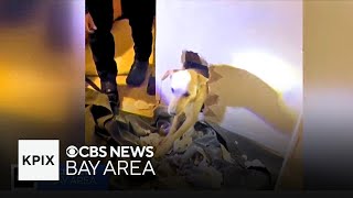 A Dog Rescued from Inside a Southern California Home's Wall after Getting Hit by a Car