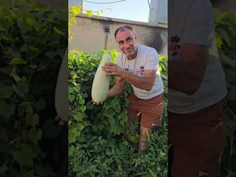 كوندورو # ماشالله