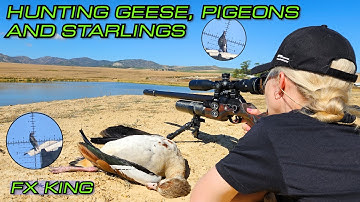 Hunting Geese, Pigeons and Starlings with the FX King PCP Air Gun | 26gr Javelins | Pest Control
