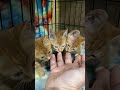 Savaged by 3 Baby Ginger Kittens!