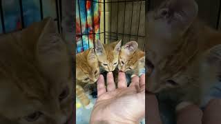 Savaged by 3 Baby Ginger Kittens!