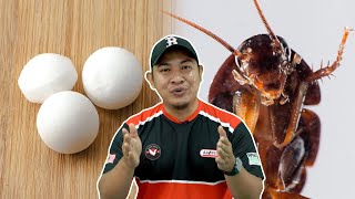 Ini Sebab Lipas Tak Takut Ubat Gegat