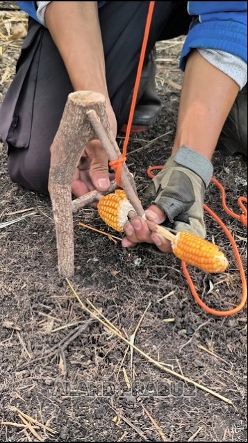 Setting a trap using tree branches in the forest #trap #bamboo # ...