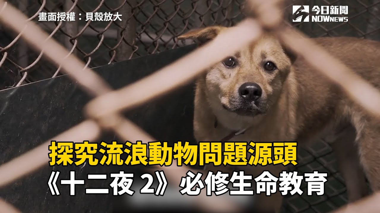 探究流浪動物問題源頭 十二夜2 必修生命教育 Youtube