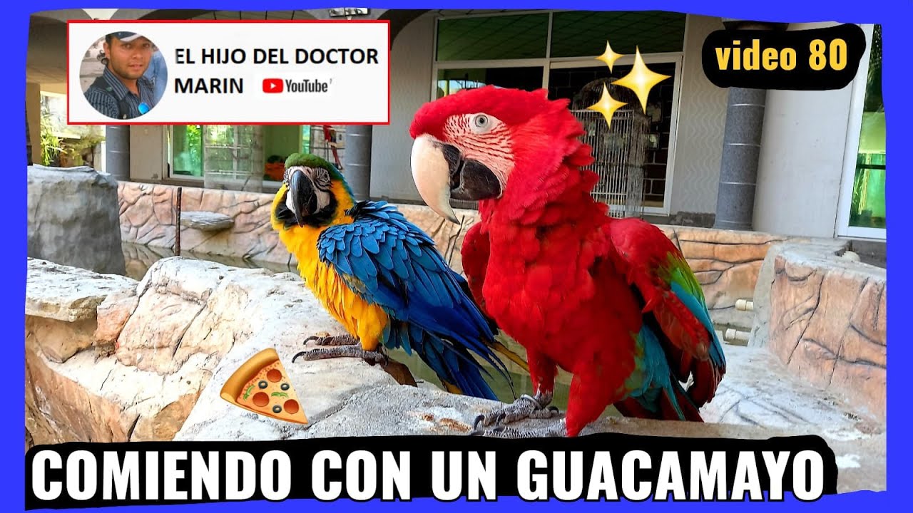 COMIENDO CON UN GUACAMAYO ROJO 🦜🌳 QUE COME LA GUACAMAYA ROJA ️