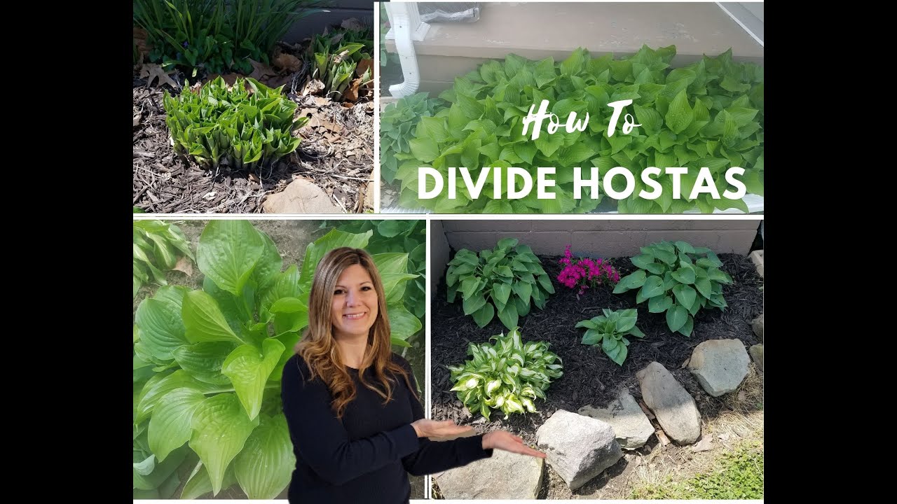 How to divide and transplant hostas. - YouTube