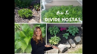 How to divide and transplant hostas.