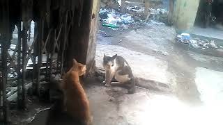 kucing menangis vs ashiap