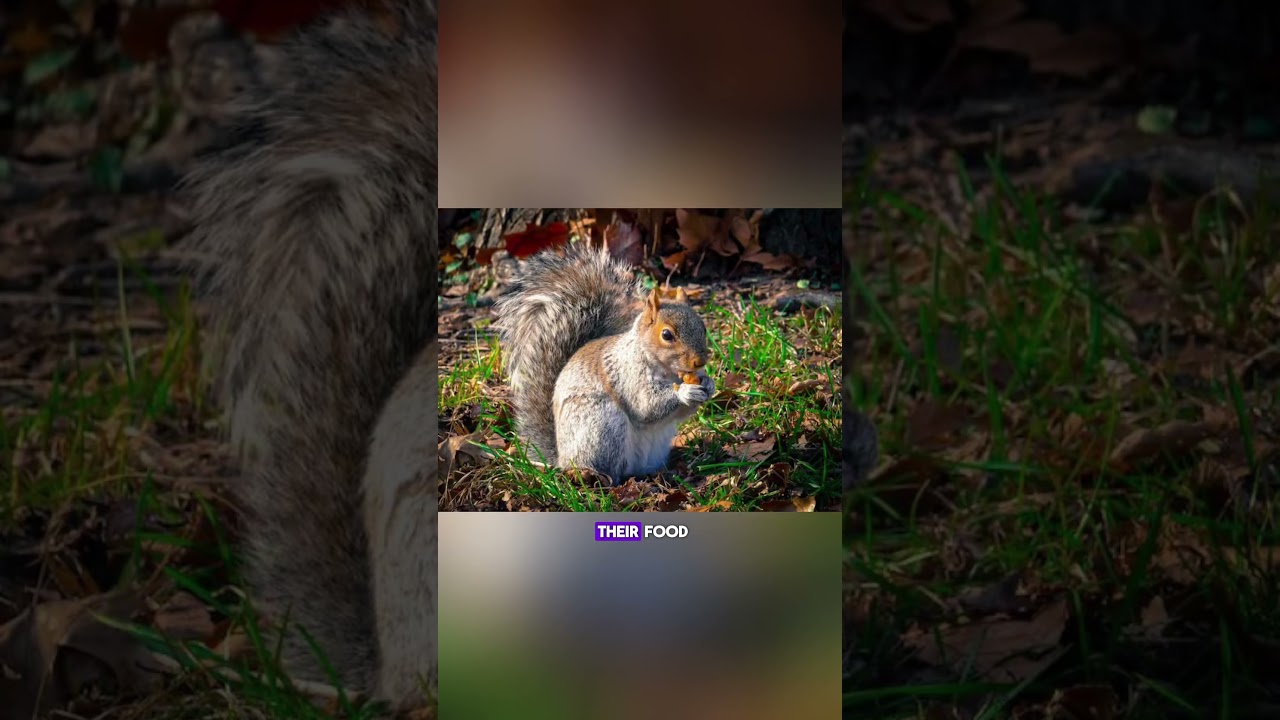 The Famous New York "Con Artist Squirrel" 