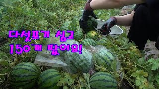 다섯 포기에 150개 달리는 수박 재배방법