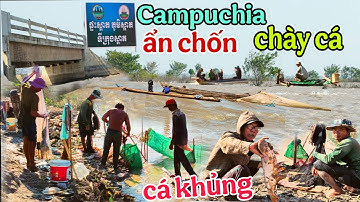 Con nước nhóm cạn đồng chảy xiếc người dân Campuchia đông đảo chày cá ẩn chốn vô cá tra khủng