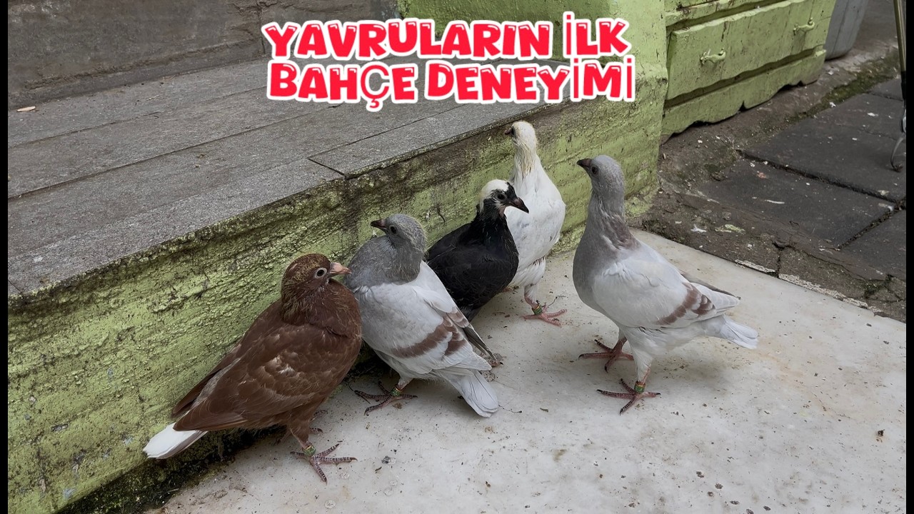 YAVRU POSTALAR İLK BAHÇE DENEYİMİ ( RENKLİ POSTA )