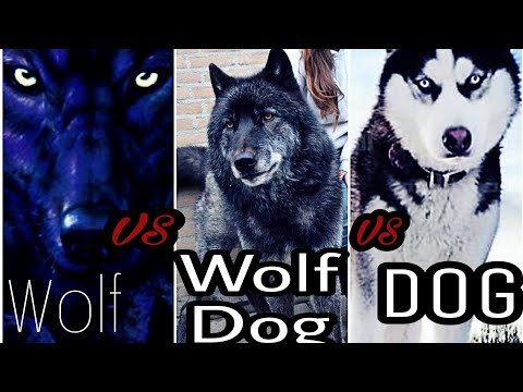 فيديو: 8 الاختلافات بين الكلاب والذئاب