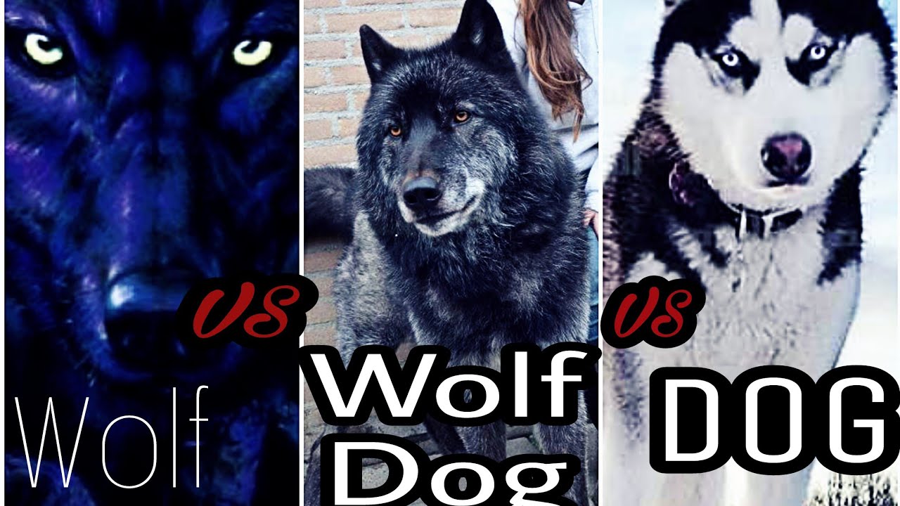 مقارنة بين كلب وذئب وكلب ذئب اهم الفروق بينهم يوتيوب