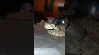 Western Diamondback Rattlesnake Doesn’t Mind Wearing a Cowboy Hat