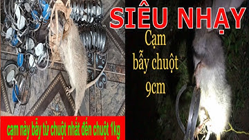 Cạm bẫy chuột 9cm ,hiệu quả kinh tế cao .