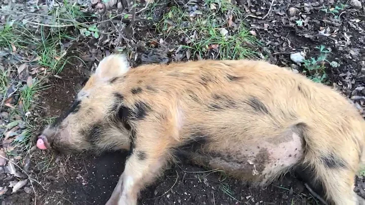 Texas Wild Hog Hunting With AR-15!