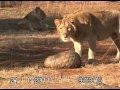 Fighting off a lion by curling up in ones pangolin scales