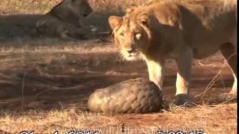 Fighting off a Lion by curling up in ones